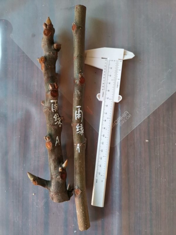 雨绿A所见即所得-小果迷