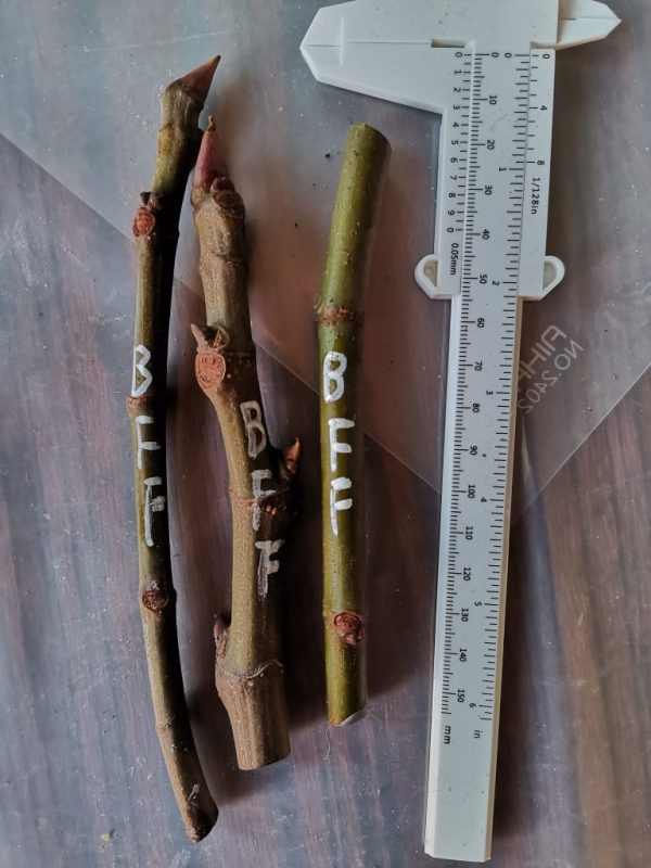 BFF嫁接用枝条-小果迷