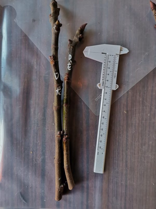 卡尔德龙所见即所得-小果迷