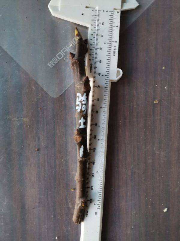 骑士嫁接枝条编号1-小果迷