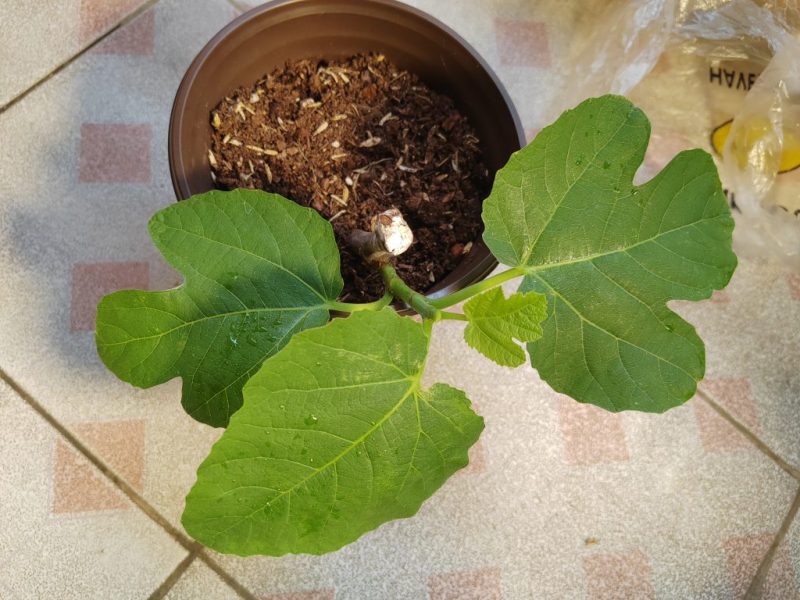 怎么通过枝条分辨久留米-小果迷