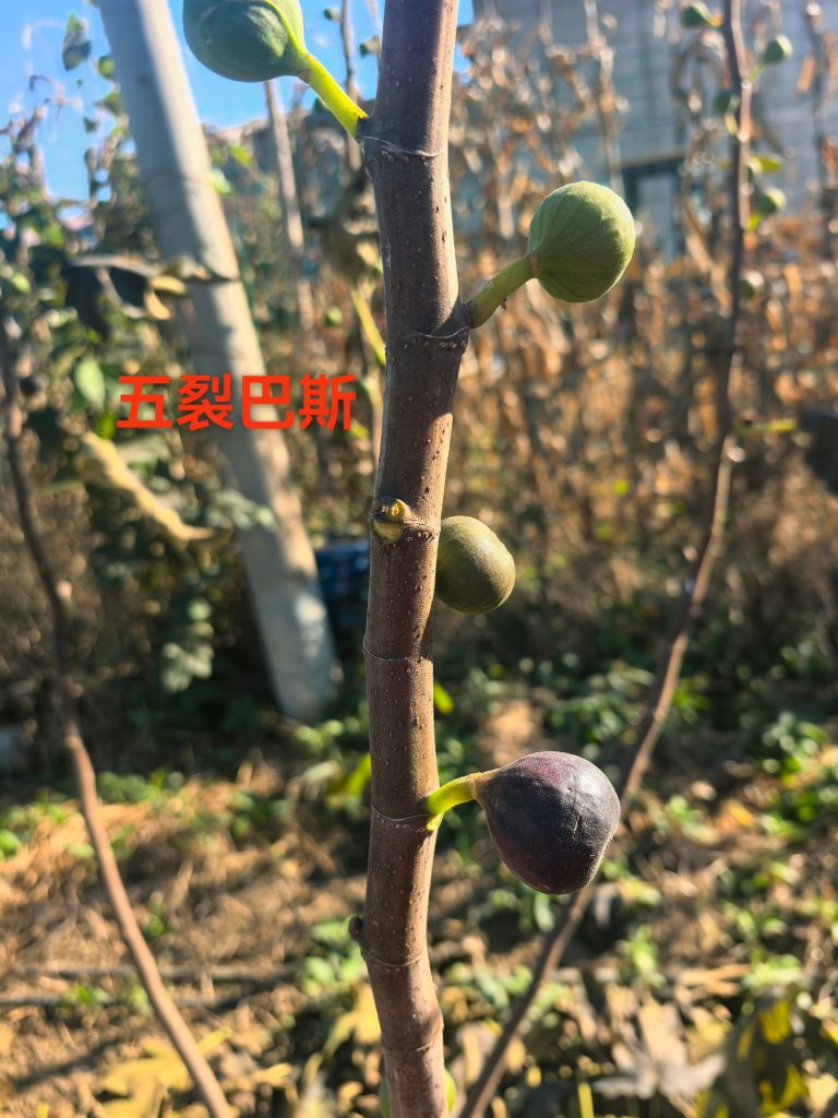 mmexport1765413994609