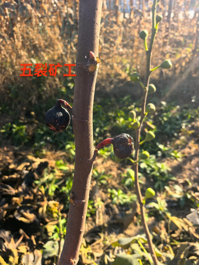 mmexport1765414161336