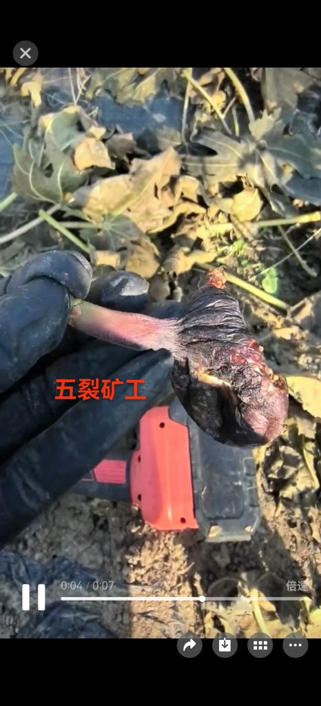 mmexport1765414547347