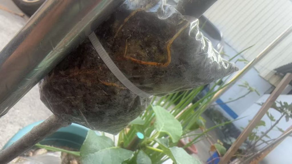 mmexport1766301421863