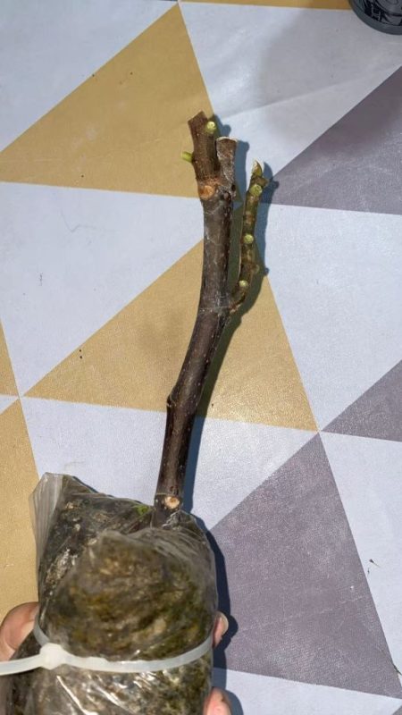 久留米蜂蜜糖高压包-小果迷