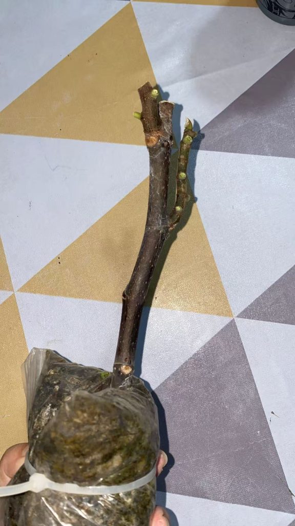 mmexport1766410799941