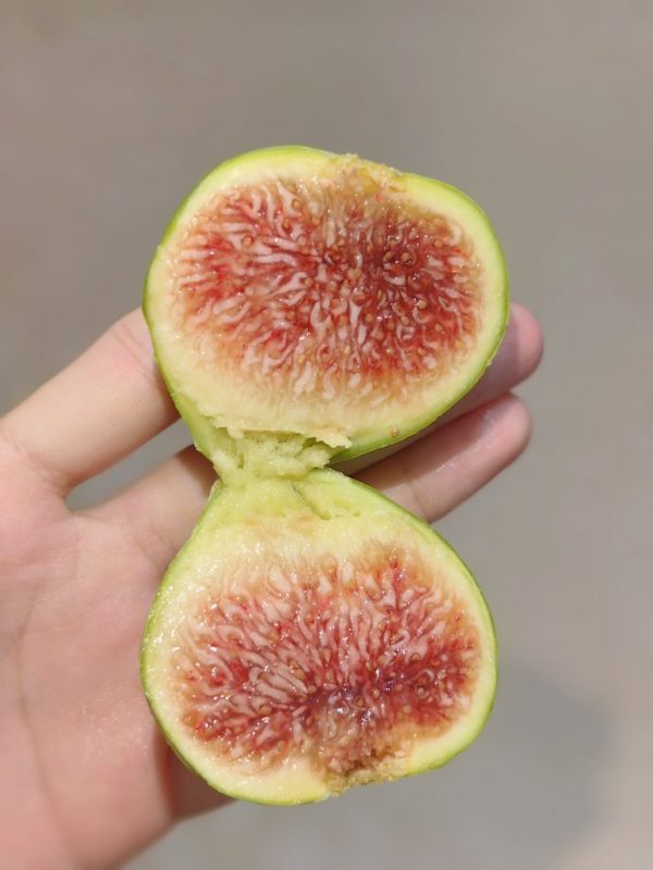 有冰裂纹的青皮-小果迷