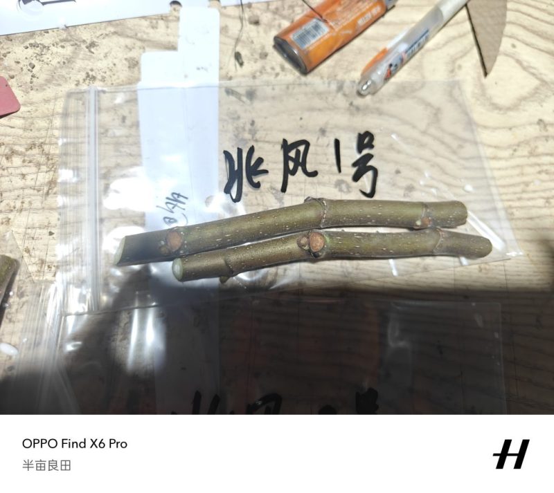 北风，来源朴续植艺-小果迷