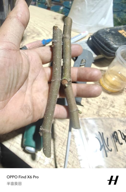 北风，来源朴续植艺-小果迷