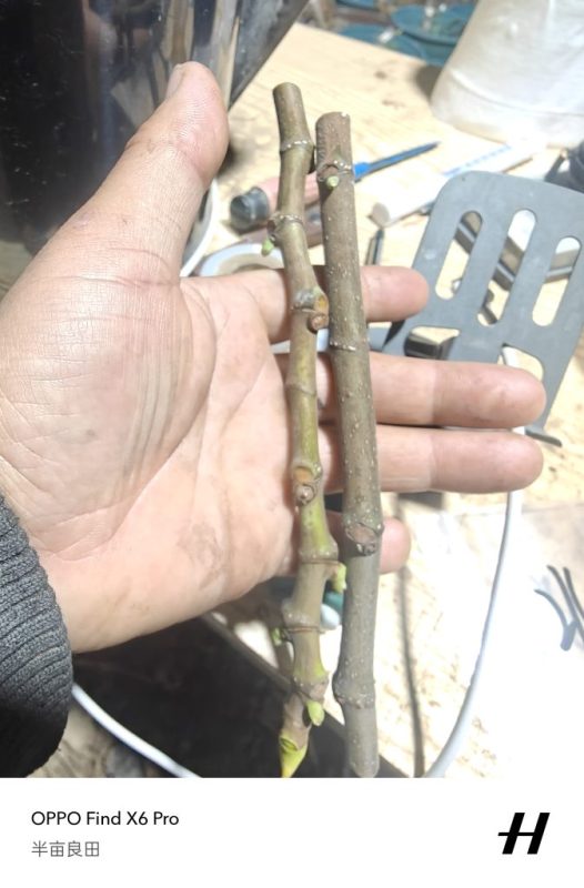 北风2号，来源朴续植艺-小果迷