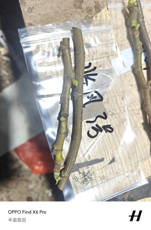 北风3号来源朴续植艺-小果迷