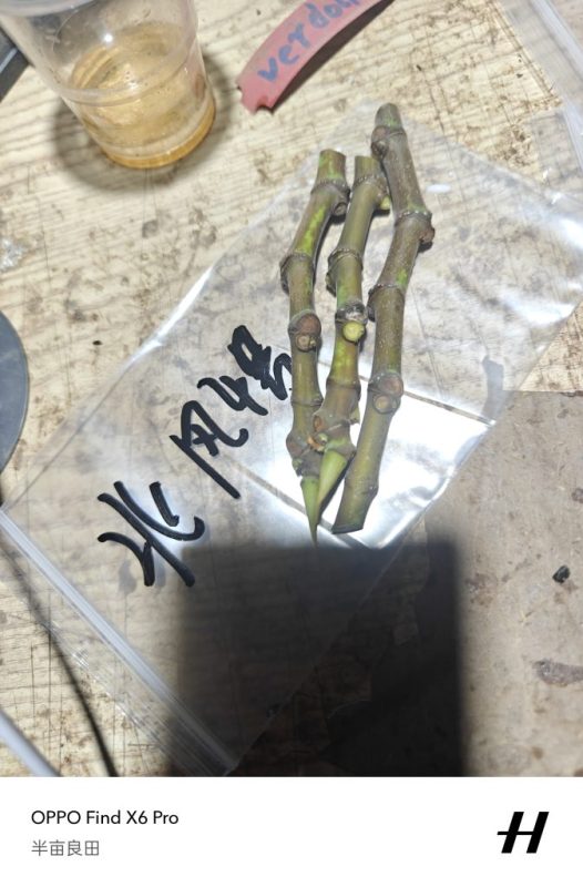 北风4号来源朴续植艺-小果迷