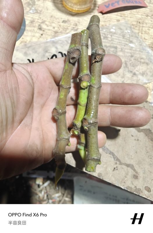 北风4号来源朴续植艺-小果迷