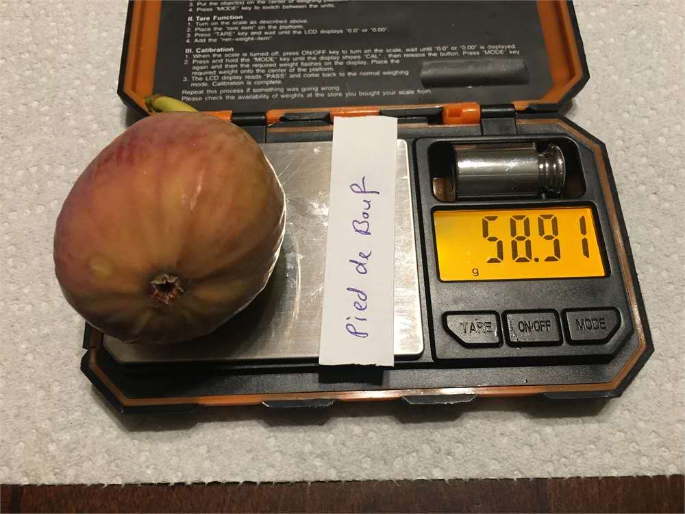 小果迷-种植爱好者交流互动平台