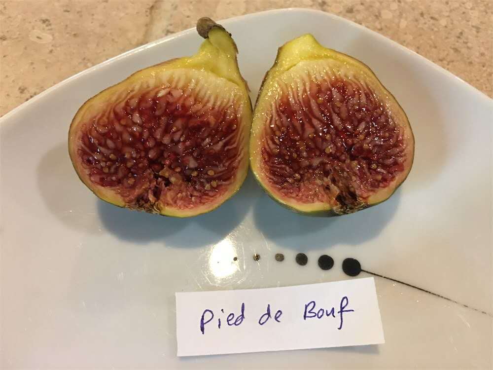 小果迷-种植爱好者交流互动平台