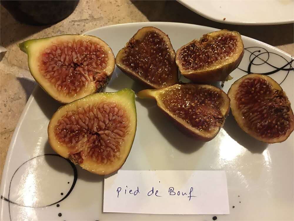 小果迷-种植爱好者交流互动平台