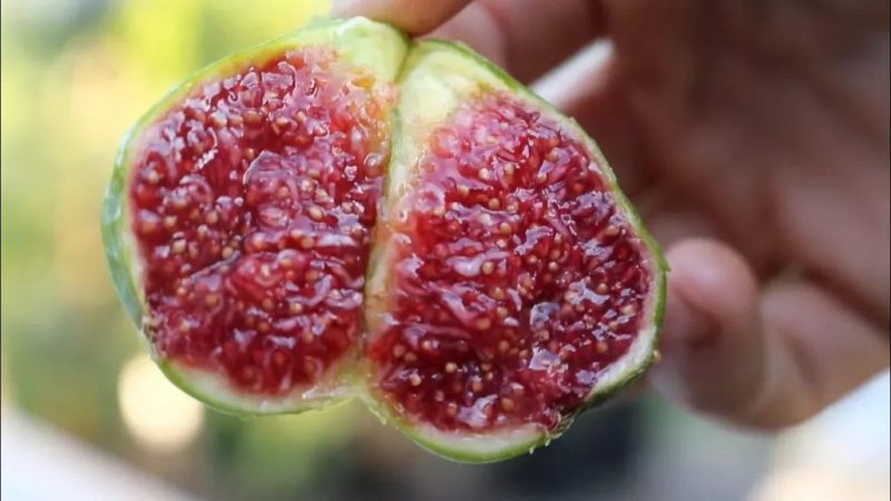 吉诺黑/黑色吉诺  Gino's Black的来历和特征（N.K）-小果迷