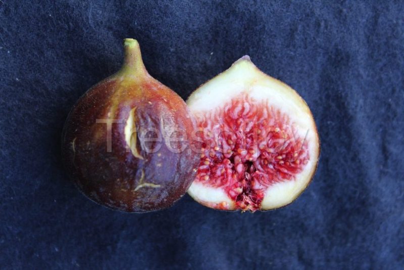 小果迷-种植爱好者交流互动平台