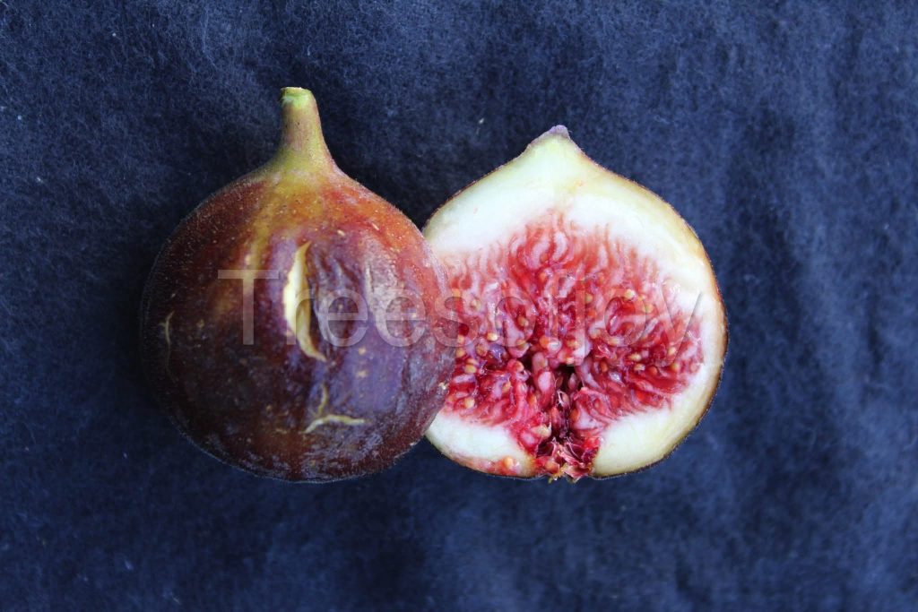 小果迷-种植爱好者交流互动平台