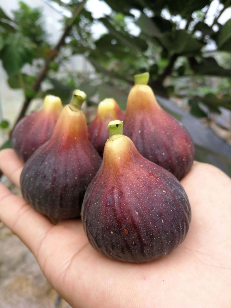 小果迷-种植爱好者交流互动平台