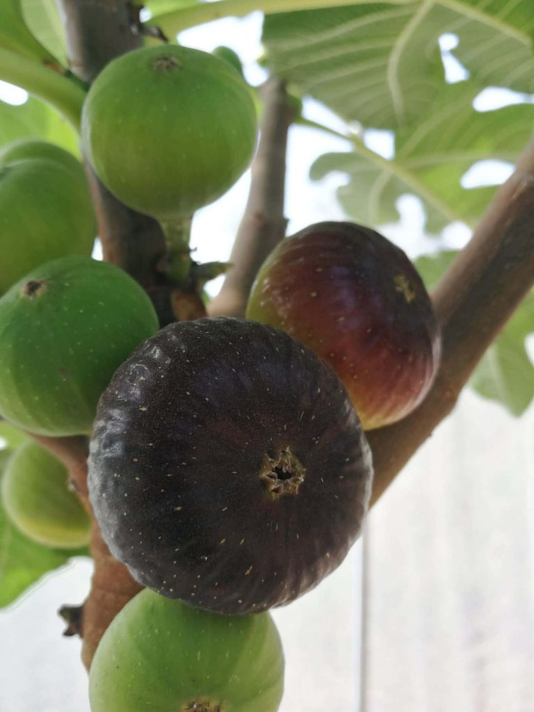 小果迷-种植爱好者交流互动平台