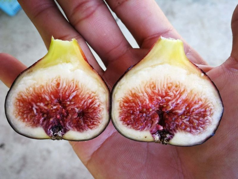 小果迷-种植爱好者交流互动平台