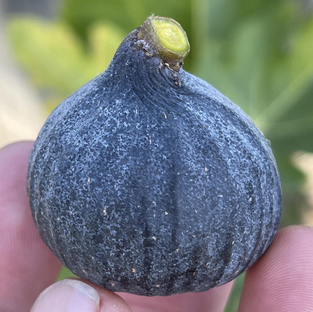 小果迷-种植爱好者交流互动平台