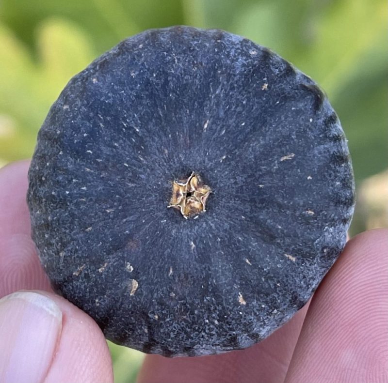 小果迷-种植爱好者交流互动平台