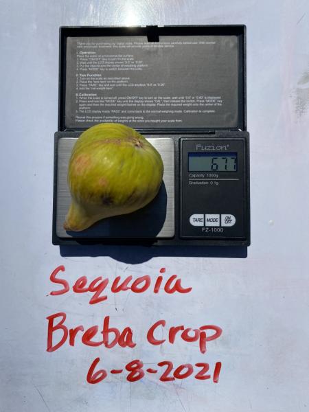 红杉 Sequoia(坪山海生)-小果迷