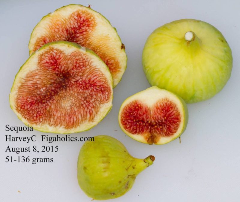 小果迷-种植爱好者交流互动平台