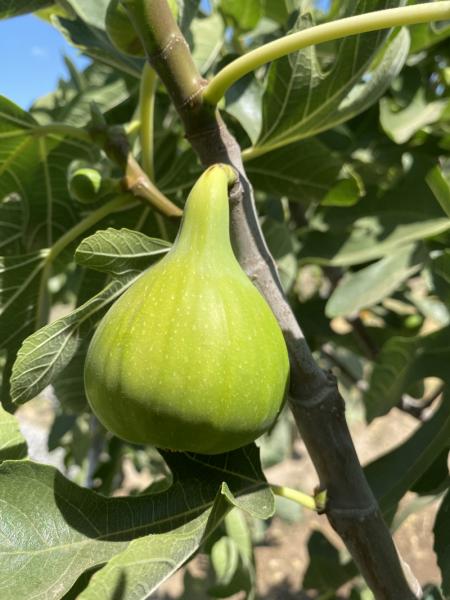 小果迷-种植爱好者交流互动平台