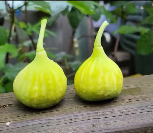 小果迷-种植爱好者交流互动平台