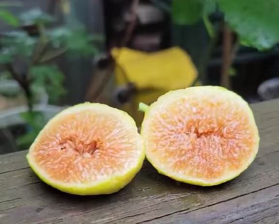 小果迷-种植爱好者交流互动平台