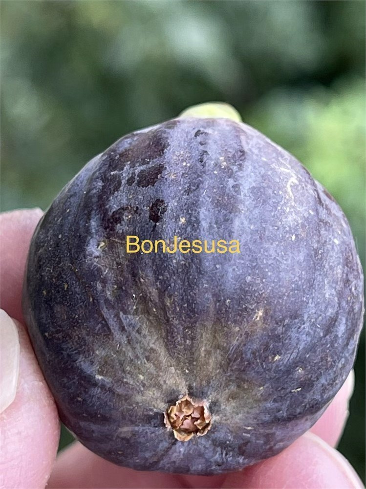 小果迷-种植爱好者交流互动平台