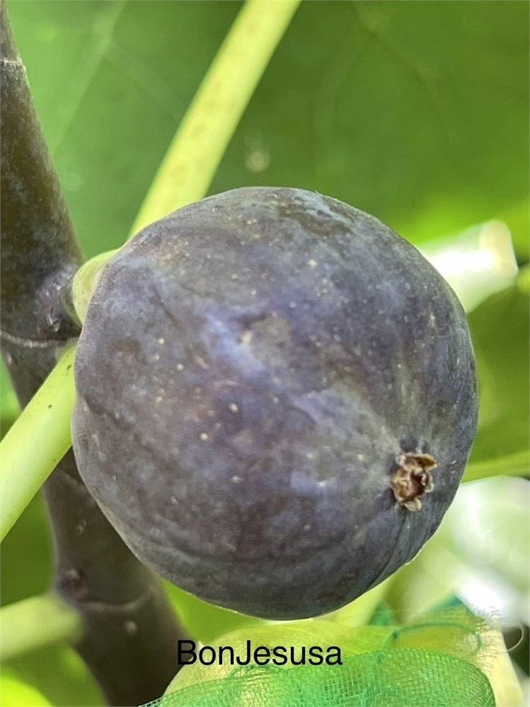 小果迷-种植爱好者交流互动平台