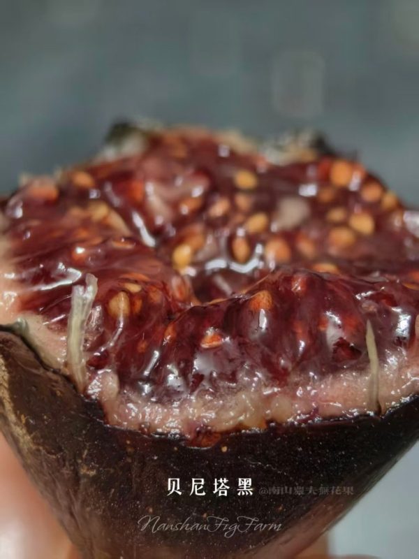 小果迷-种植爱好者交流互动平台