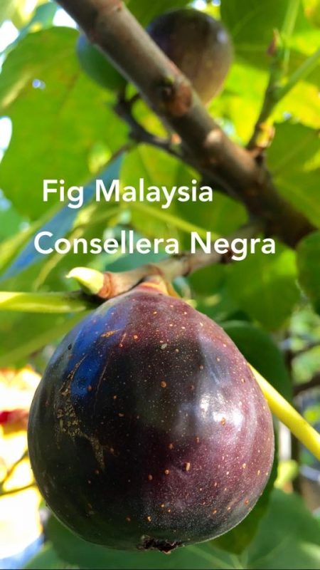 小果迷-种植爱好者交流互动平台