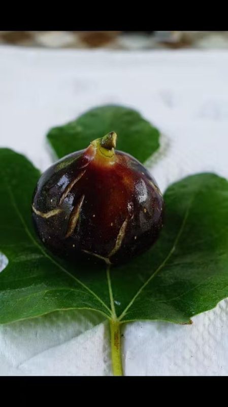 小果迷-种植爱好者交流互动平台