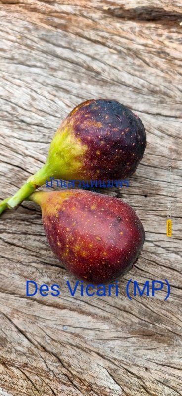 小果迷-种植爱好者交流互动平台