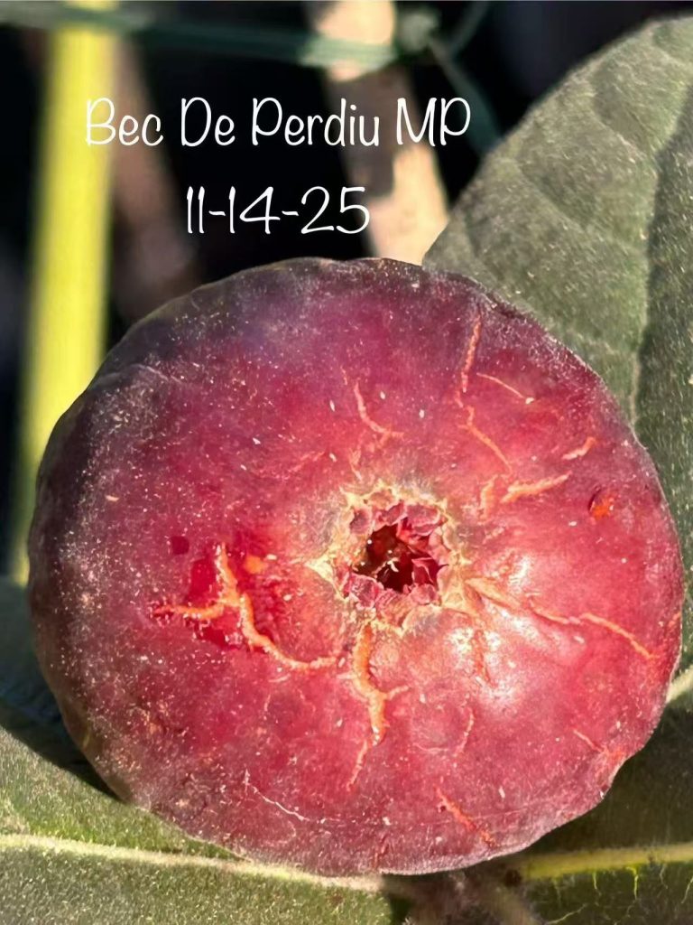 小果迷-种植爱好者交流互动平台