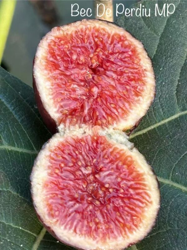 小果迷-种植爱好者交流互动平台