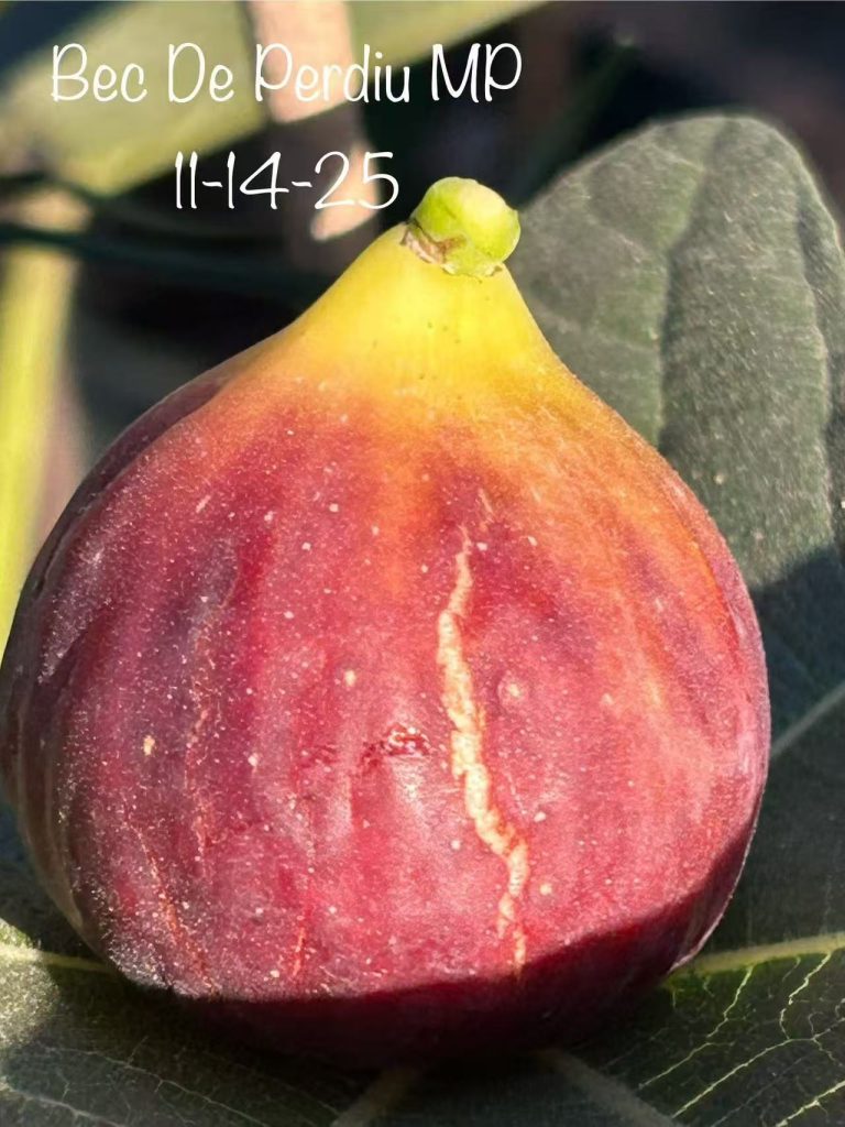 小果迷-种植爱好者交流互动平台