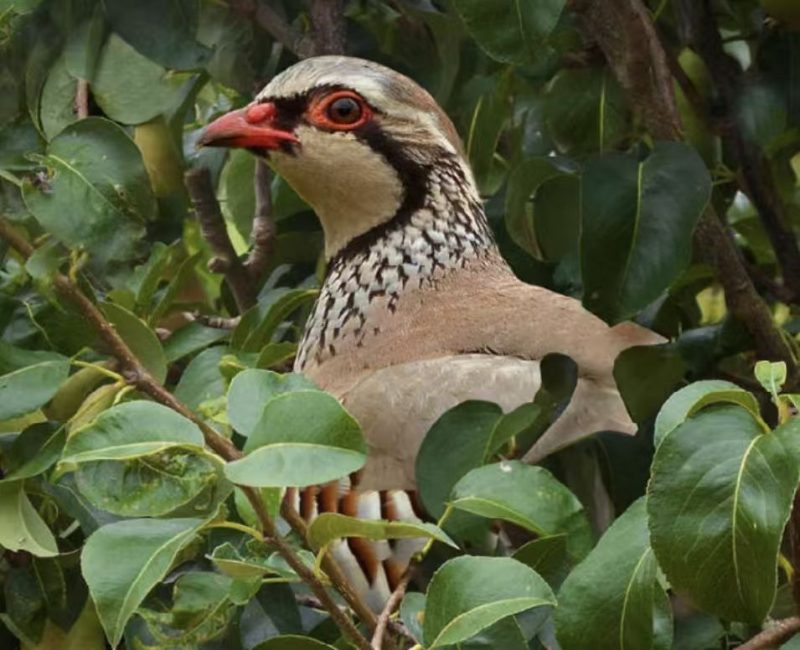 鹧鸪喙/鸟嘴 Bec de Perdiu MP(榴莲王蔡总)-小果迷
