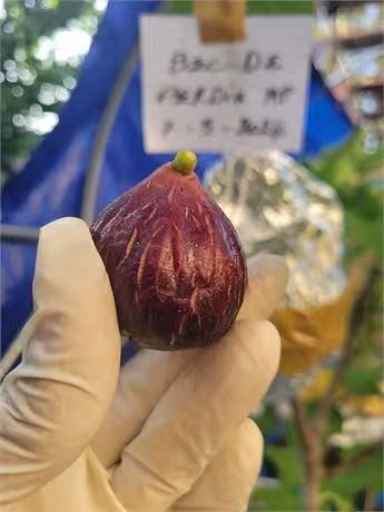 小果迷-种植爱好者交流互动平台