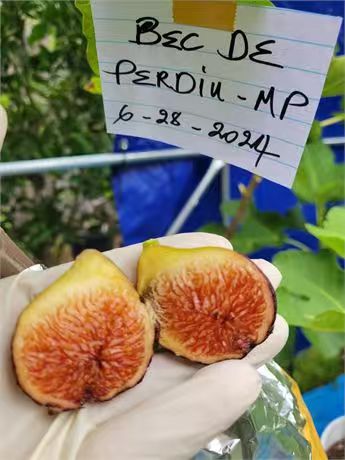 小果迷-种植爱好者交流互动平台