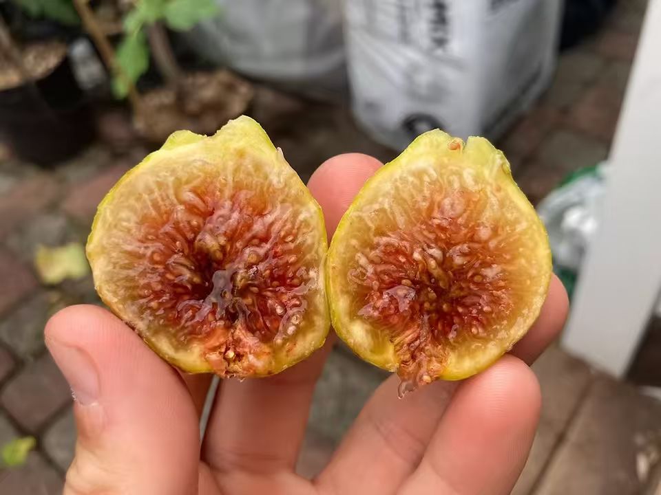 小果迷-种植爱好者交流互动平台