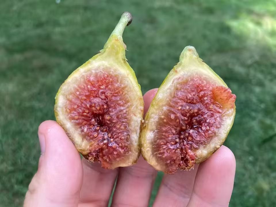 小果迷-种植爱好者交流互动平台