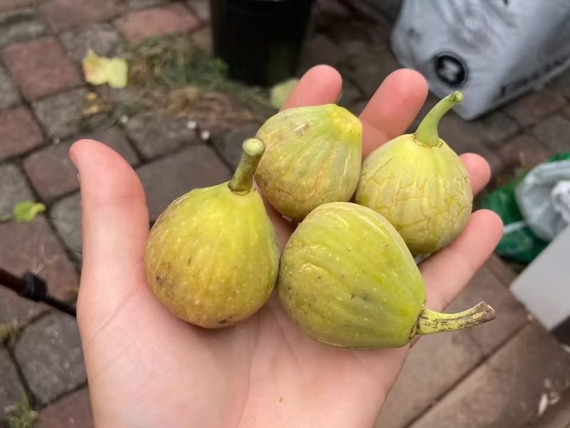 小果迷-种植爱好者交流互动平台