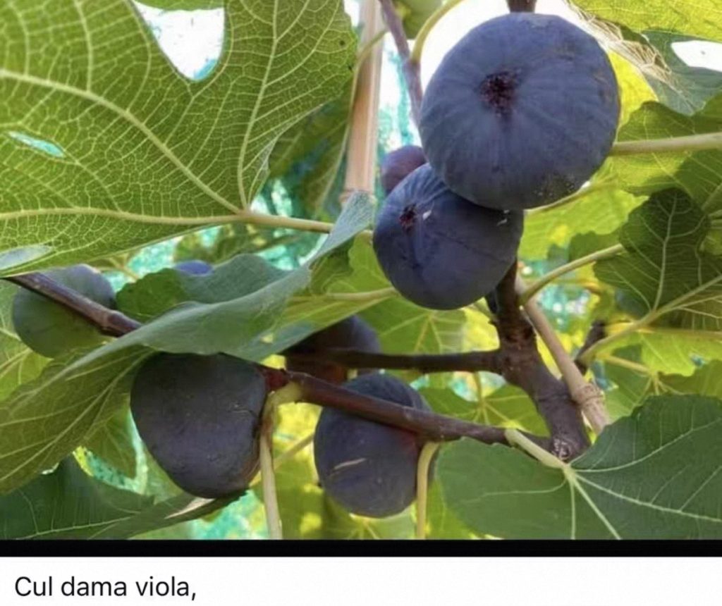 小果迷-种植爱好者交流互动平台